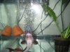 aquariums 058.jpg