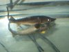 aquariums 002.jpg