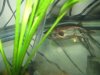 aquariums 010.jpg