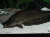 knives and others 070.JPG