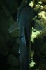 Fish Fish Fish 003.JPG