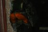 DSC_0006.JPG