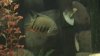 cichlid 173.jpg