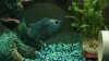 cichlid 168.jpg