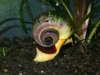 snail800.JPG