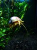 snail8002.JPG