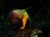 snail8003.JPG