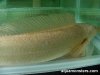 channa_sp_albino_03.jpg
