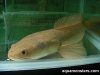 channa_sp_albino_04.jpg