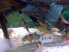 loaches.JPG