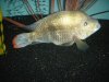 Fish pics 020.jpg