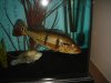 Fish pics 021.jpg