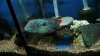 cichlid 021.jpg