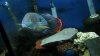 cichlid 022.jpg