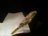 IMG00114-20100118-2225.jpg