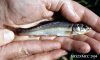 CreekChub.jpg