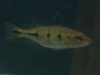 pbass 092.jpg