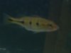 pbass 093.jpg