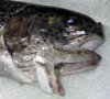 double_mouth_fish.jpg