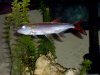 barracuda1234.JPG