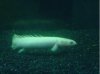 Bichir 1.jpg
