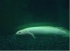 Bichir 2.jpg