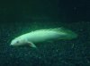 Bichir 3.jpg