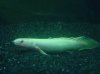 Bichir 4.jpg