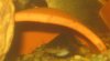 suncat1.JPG