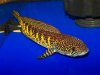 snakehead1.jpg