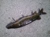 pike.JPG
