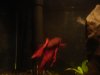 betta tank as of '10 22 005.JPG