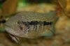 loiselli male 028.JPG