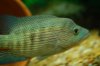 loiselli male 084.JPG