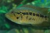 loiselli male 042.JPG