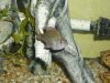fish tank 150, bullhead, bass, warmouth bream 031.JPG
