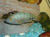 fish tank 150, bullhead, bass, warmouth bream 044.JPG