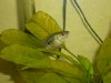 fish tank 150, bullhead, bass, warmouth bream 049.JPG