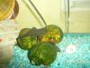 fish tank 150, bullhead, bass, warmouth bream 051.JPG