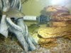 fish tank 150, bullhead, bass, warmouth bream 068.JPG