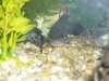 fish tank 150, bullhead, bass, warmouth bream 071.JPG