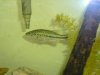 fish tank 150, bullhead, bass, warmouth bream 077.JPG