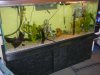 fish tank 150, bullhead, bass, warmouth bream 081.JPG