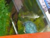 fish tank 150, bullhead, bass, warmouth bream 088.JPG