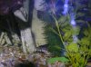 fish tank 150, bullhead, bass, warmouth bream 094.JPG