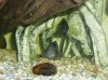 fish tank 150, bullhead, bass, warmouth bream 105.JPG