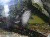 fish tank 150, bullhead, bass, warmouth bream 106.JPG