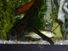 fish tank 150, bullhead, bass, warmouth bream 113.JPG