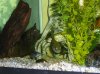 fish tank 150, bullhead, bass, warmouth bream 111.JPG