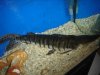 Fish pics 062.jpg